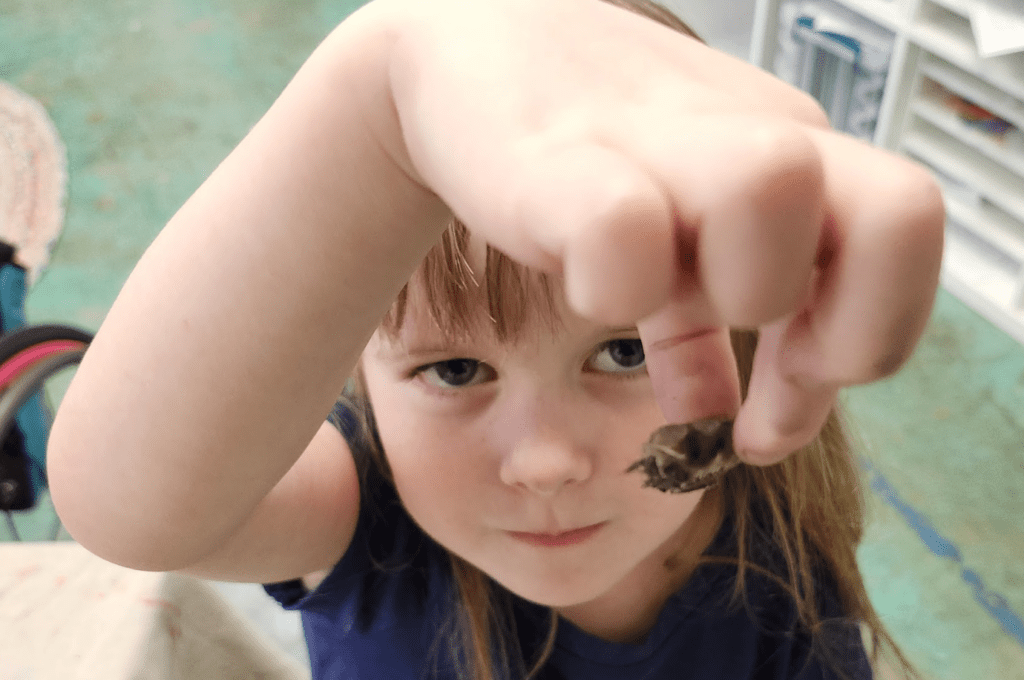 Kindergarten student inspects object at private school.