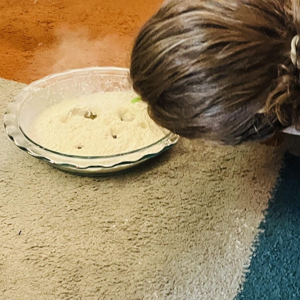 Elementary student looks at pie plate science experiment at project based school.