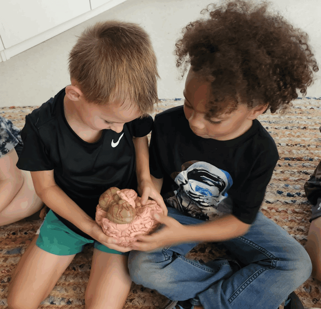 Two kindergarteners inspect model brain at private school in Austin.